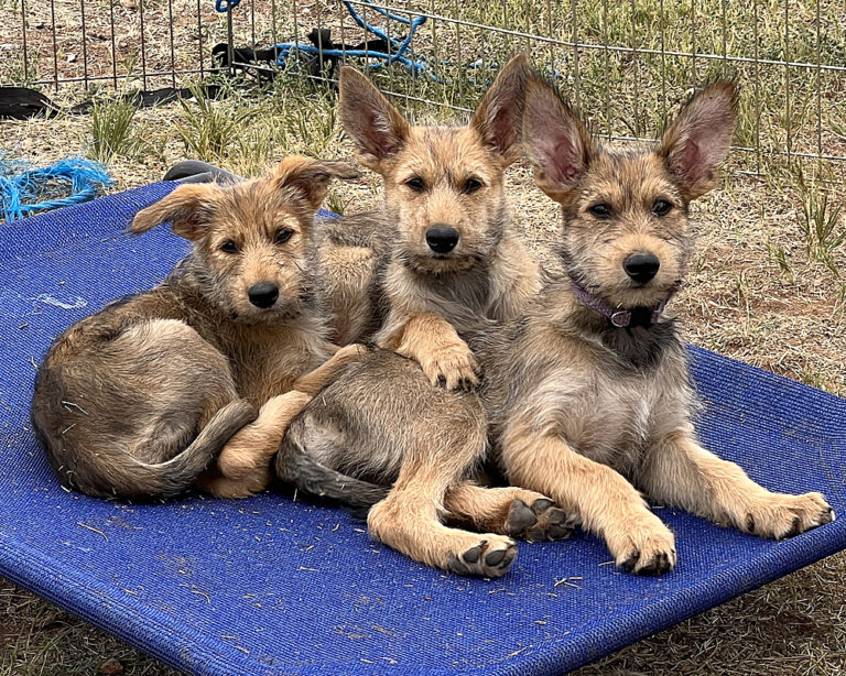 Berger Picard Puppies ACME Berger Picards Berger Picard Puppies ACME Berger Picards